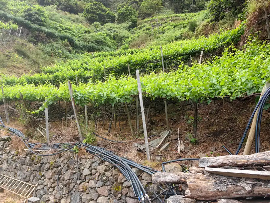 Quinta Do Barbusano vineyards in Sao Vincente