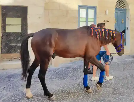 Franciscan procession