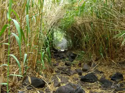 Occasionally in the gorge we cross the quadrupeds