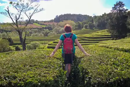 Chá Gorreana Tea Plantation