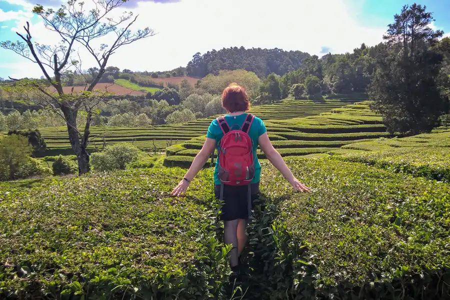 Chá Gorreana Tea Plantation