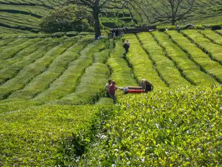Chá Gorreana Tea Plantation