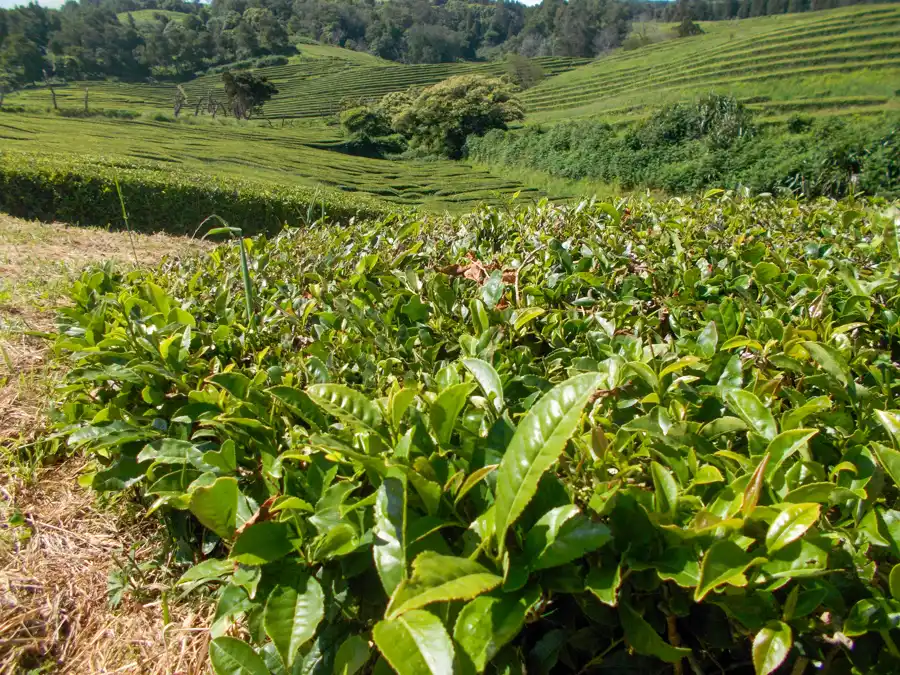 Chá Gorreana Tea Plantation