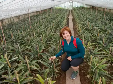 Pineapple plantation Arruda