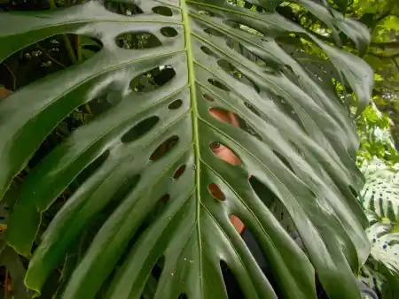 View of Ponta Delgada through the exotic