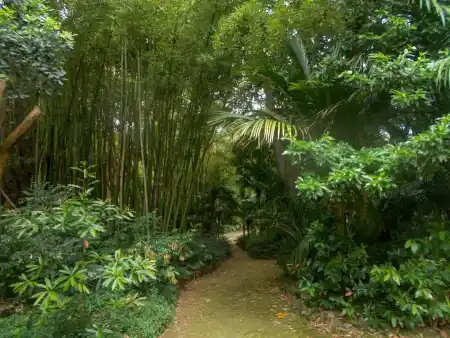 José do Canto Garden