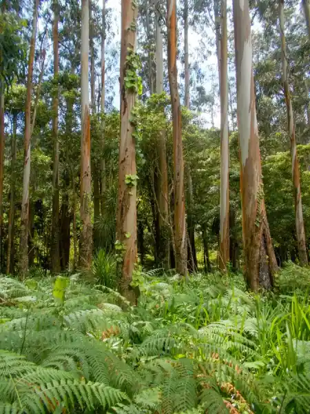 Lagoa das Frunas trail
