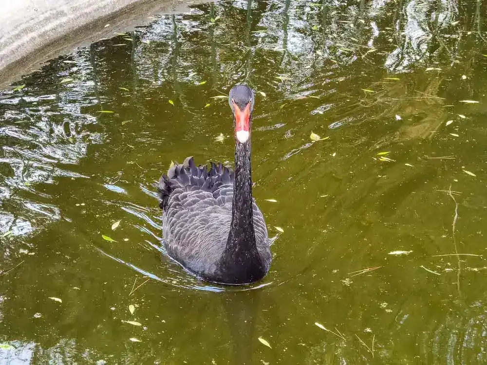 Black swan exists