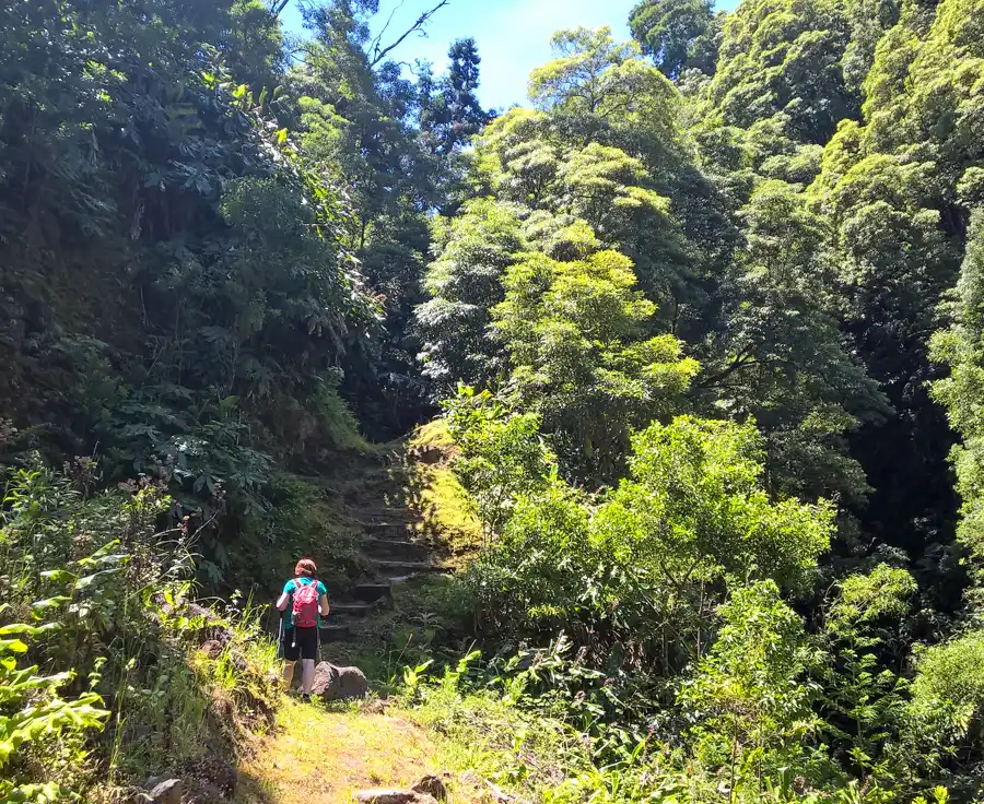 Vegetation reminiscent of South America