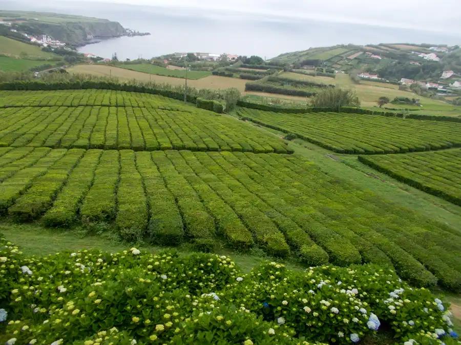 Porto Formoso Tea Plantation
