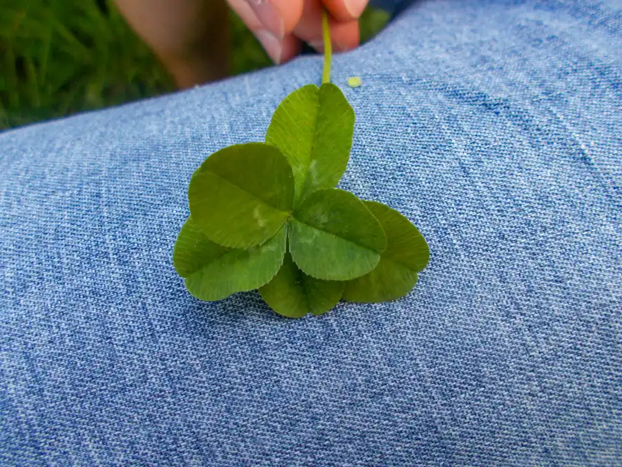 six-leaf clover for luck