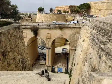 delicate conversation of pigeons about inappropriate parking in the city