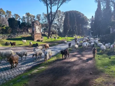 Sheep on the Via Appia