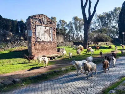 Sheep on the Via Appia