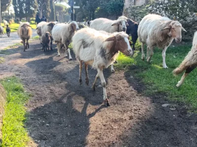 Sheep on the Via Appia