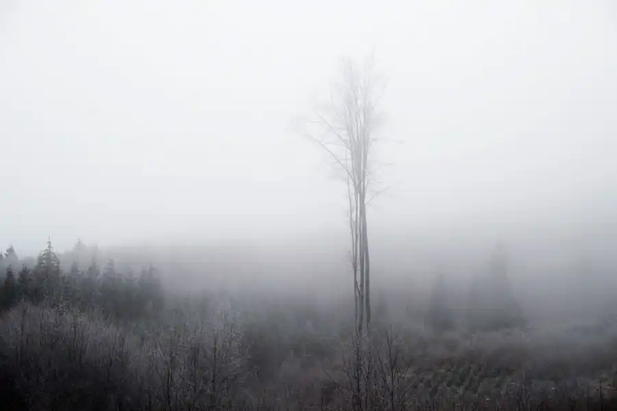 Blanský les