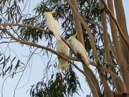 Parrots don't just make us happy