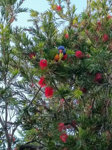 Parrots don't just make us happy