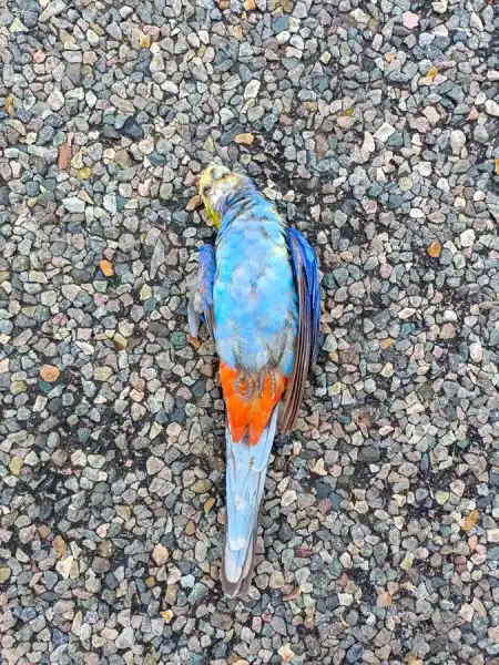 Not everyone come to claim