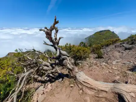 Madeira hiking