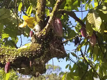 Cocoa beans grow right overhead