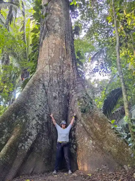 Really big trees