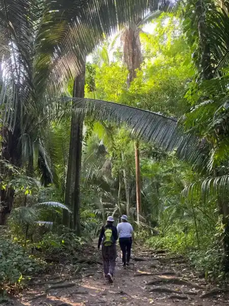 Jungle crossing