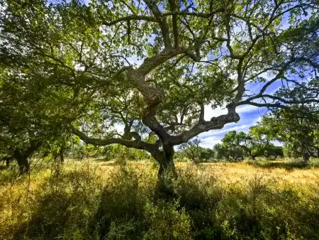 Cork forests are in fact farms