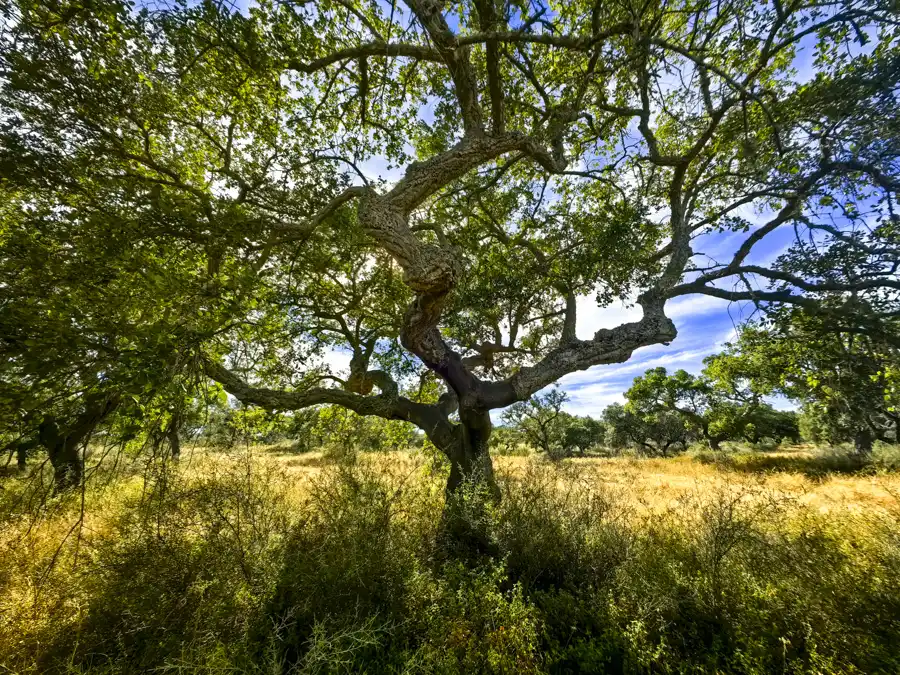 Cork forests are in fact farms