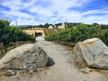 vineyards Freixo