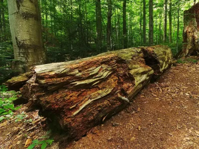 Stužica Forest in Poloniny Mountains