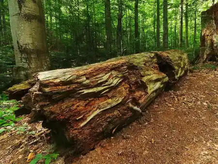 Stužica Forest in Poloniny Mountains