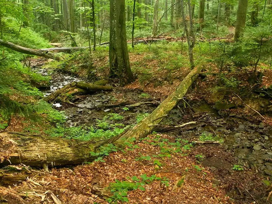 Stužica Forest in Poloniny Mountains