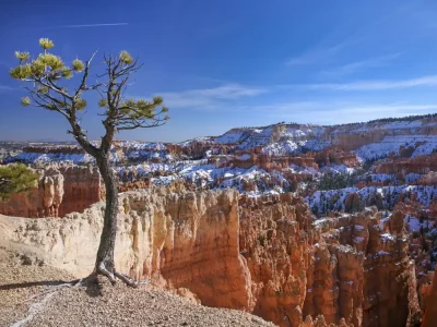 Bryce tree