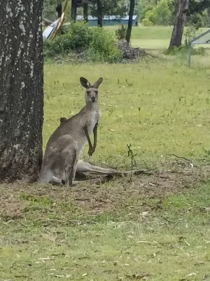 Golf and Kangaroos