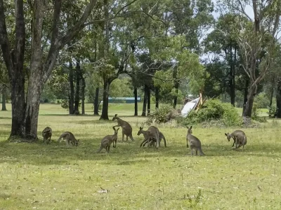 Golf and Kangaroos