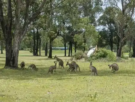 Golf and Kangaroos