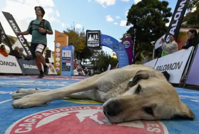 Dog in Finish