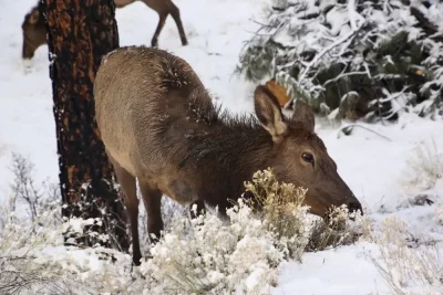 Winter Grand Canyon