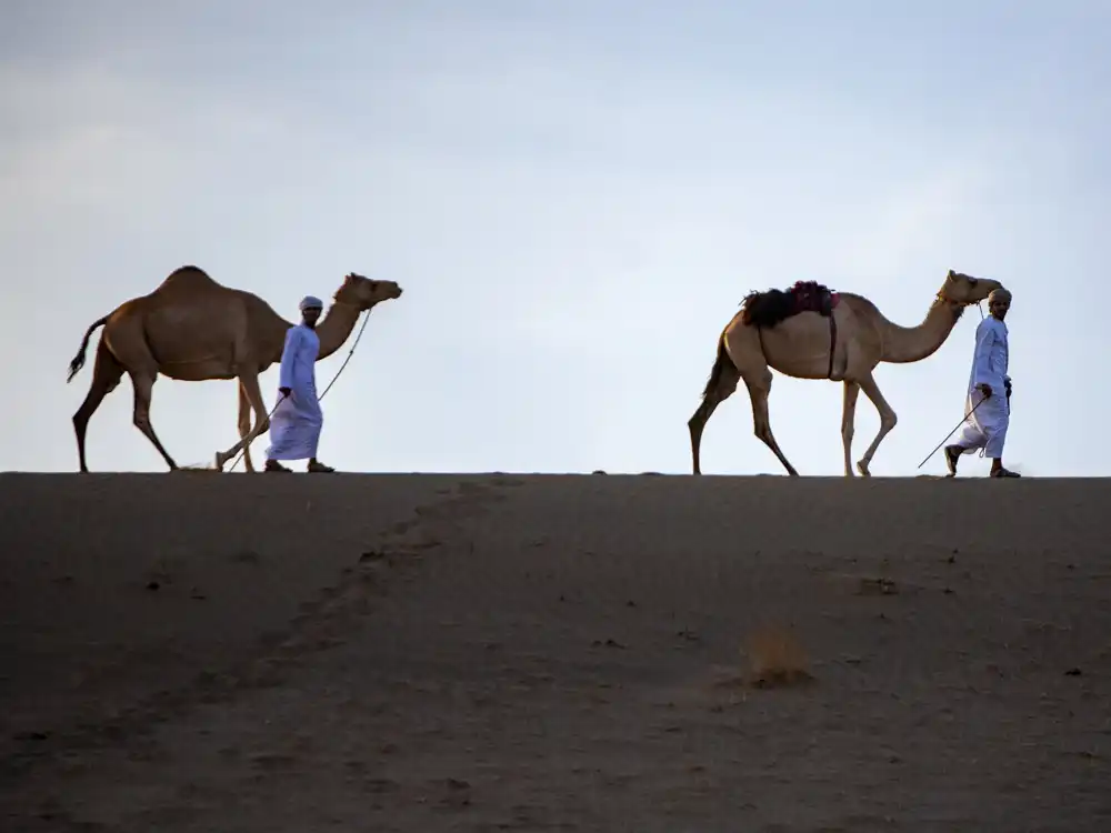 Nomads and Their Camels