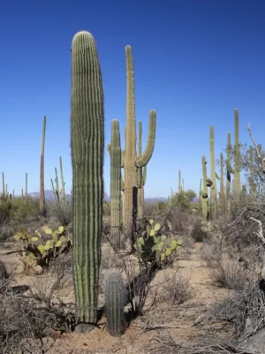 Must-Explore Trails in Saguaro