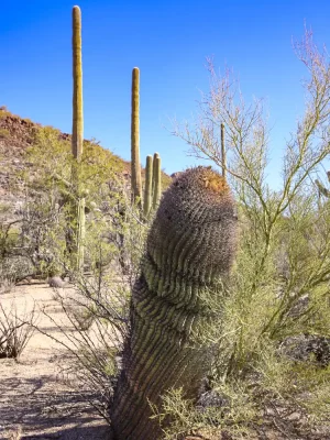 Must-Explore Trails in Saguaro