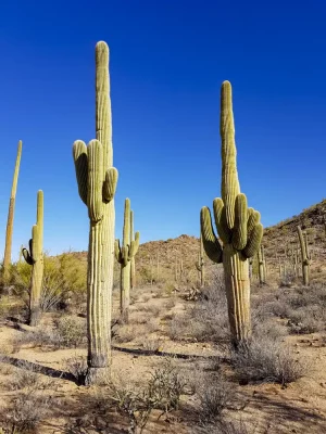 Saguaro Ntl Park