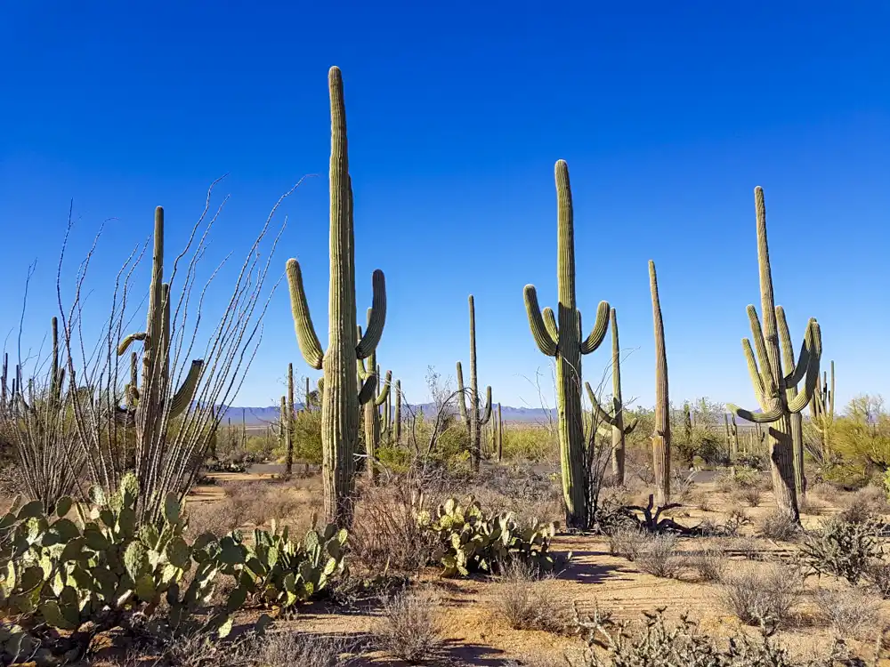 Saguaro Ntl Park