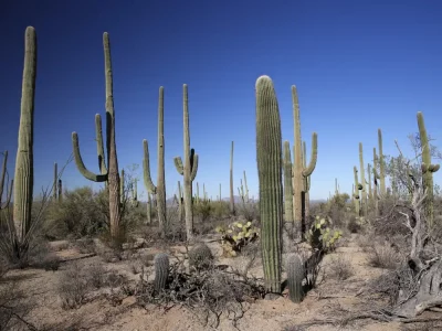 Saguaro West