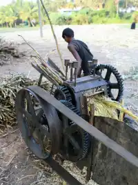 Cooking Sugarcane