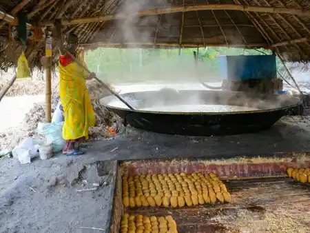 Cooking Sugarcane