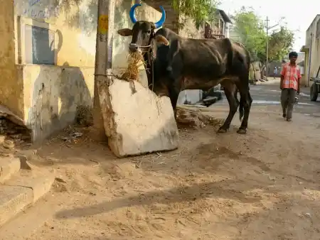 Streets of Tiruvannamalai