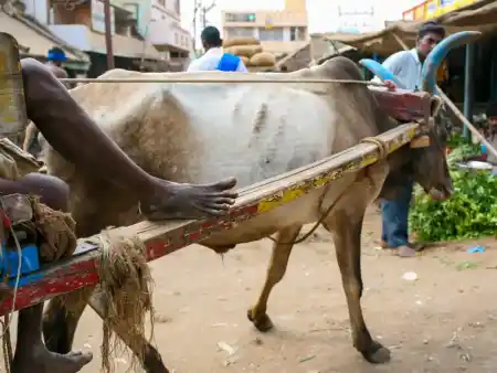 Transport at Tiruvannamalai