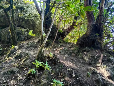 Wild forrest Anaga
